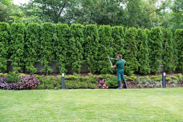 Best Lawn Maintenance Plans  in Panorama Village, TX